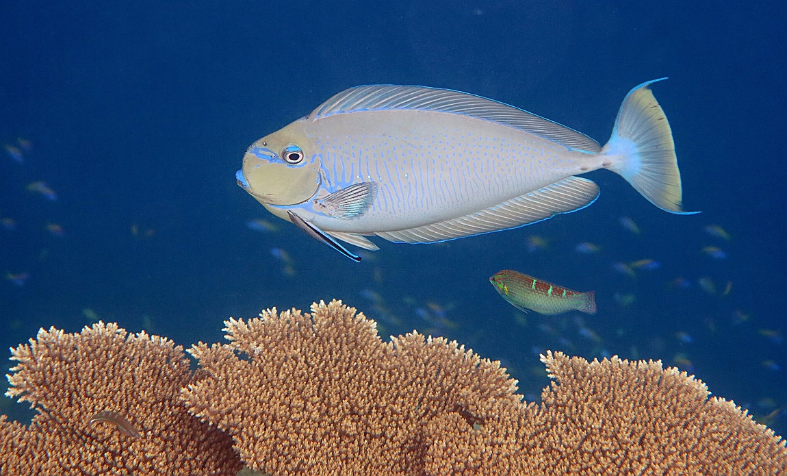 IMG_0594rfn_Maldives_Madoogali_House reef_Nason zebre_Naso vlamingi.jpg